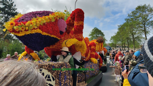 Blooming Tradition: The Colorful Saga of the Dutch Flower Parade
