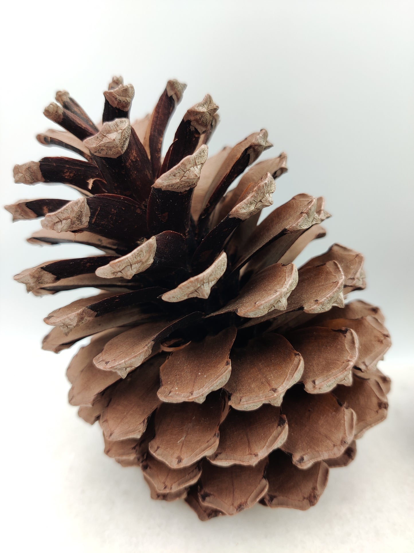 Christmas Ornament Collection - Pinecone Ornament